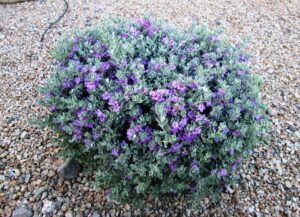 texas sage-drought tolerant