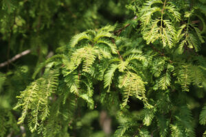 bald cypress tree leaves