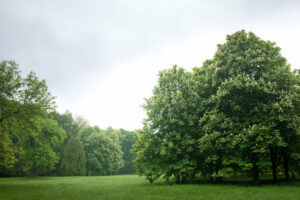 big chestnut oaks