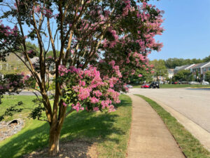 crape myrtle tree