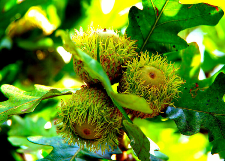 fruit and seed bur oak