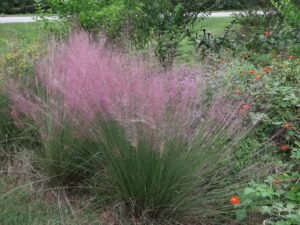 pink gulf muhly