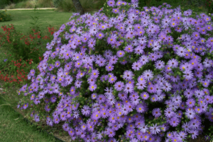 fall aster