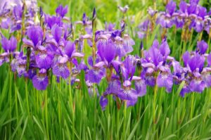 violet iris