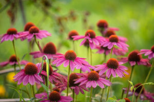 purple coneflower