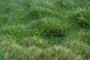 zoysia tenuifolia