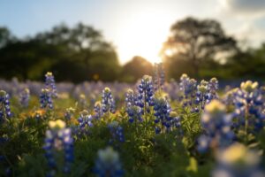 Texas bluebonnets