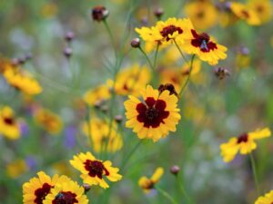 texas wildflower-coreopsis
