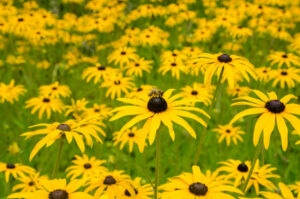 texas wildflowers-black eyed susans