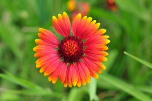 indian blanket