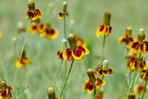 mexican hat