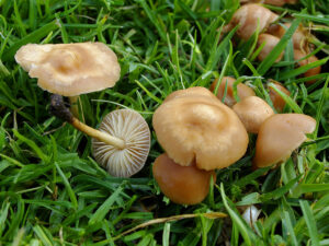 use fungicide to eliminate mushrooms