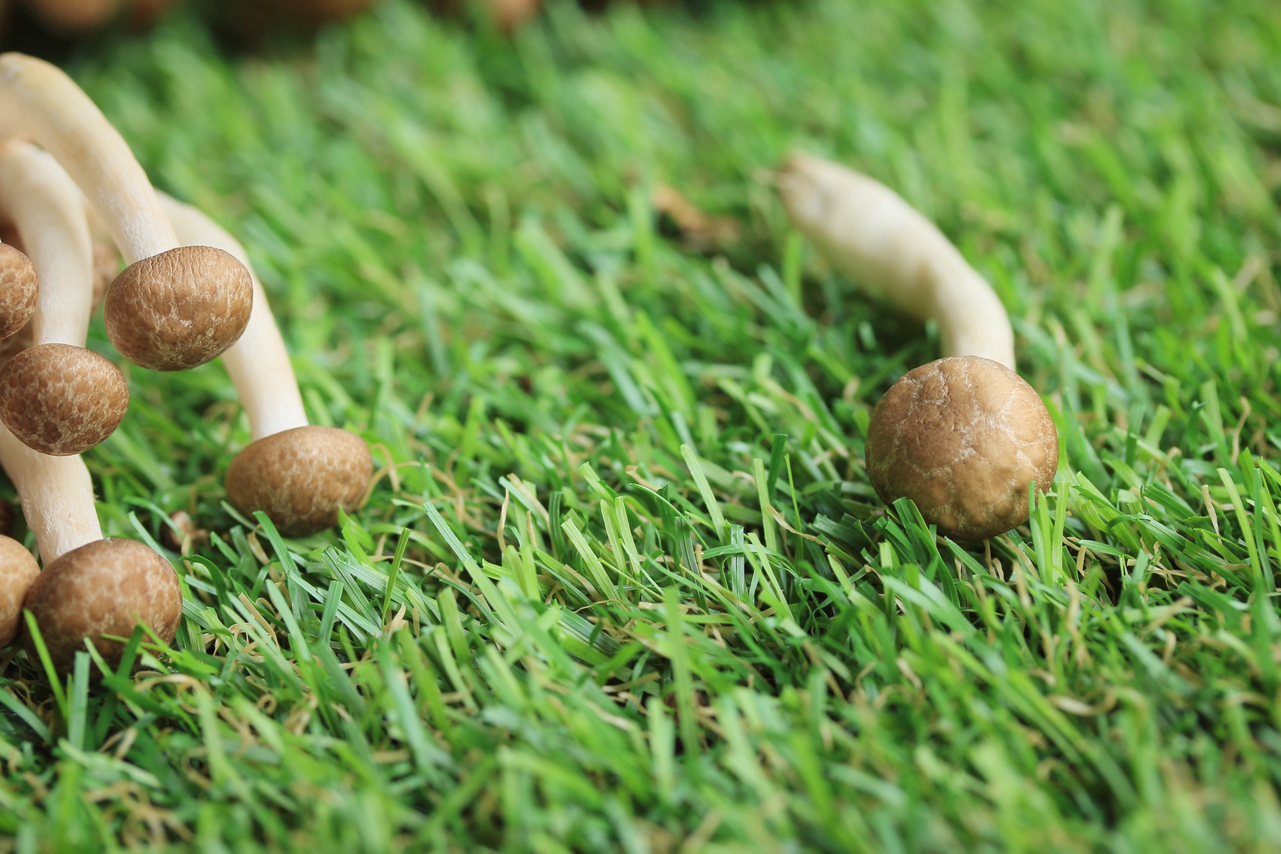 How Do You Kill Mushrooms in Lawn?