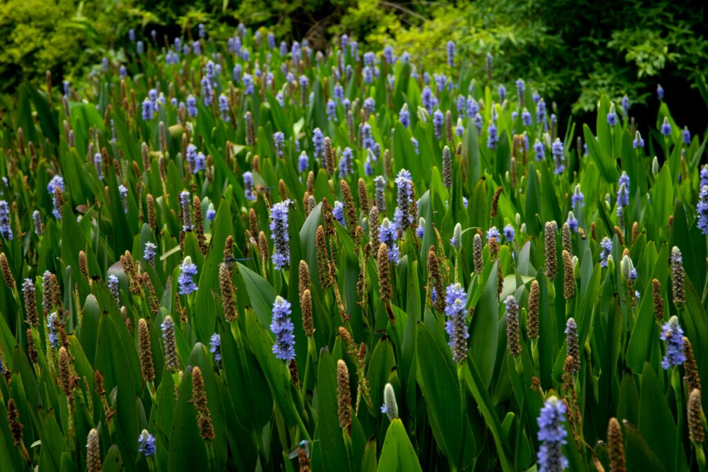 Pickerelweed