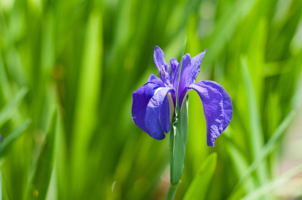 blue flag iris