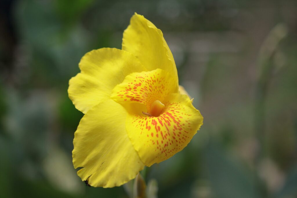 canna lily