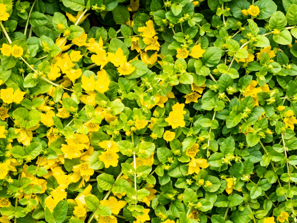 golden creeping jenny
