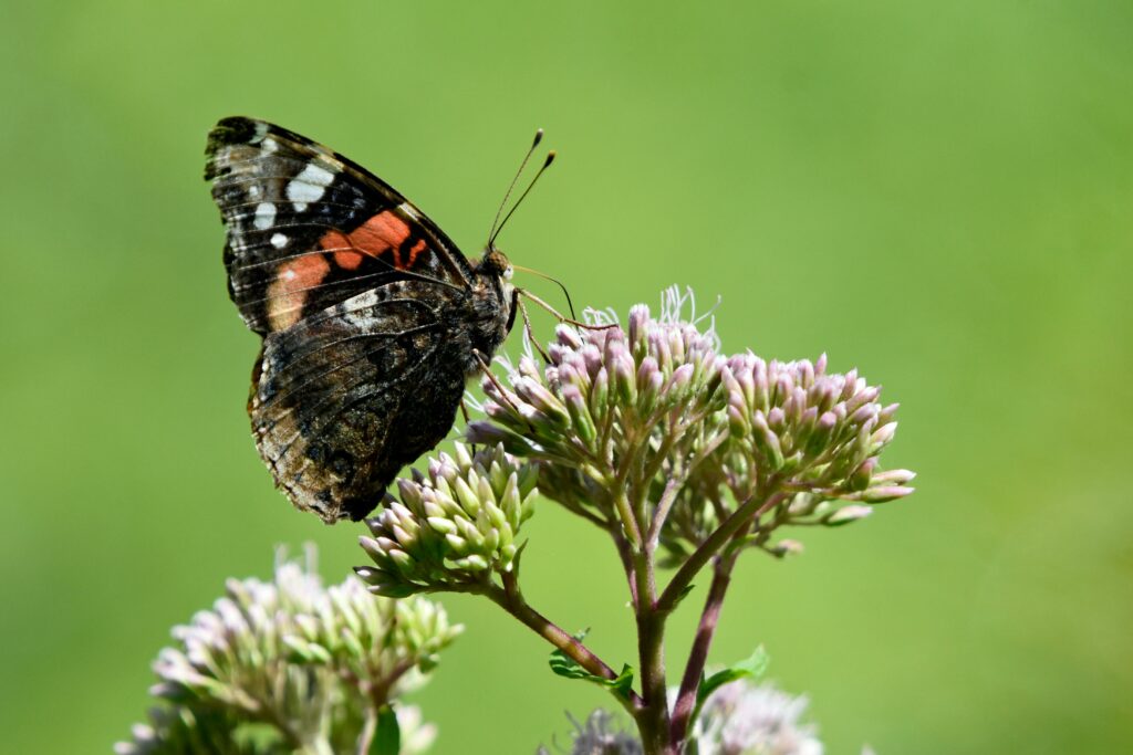 joe pye weed