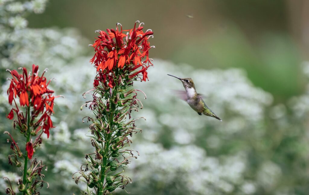 cardinal flower