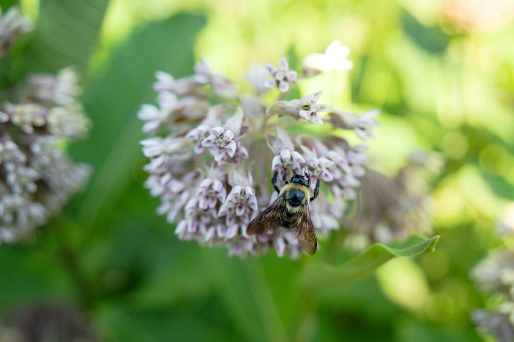 plants that like wet soil and full sun