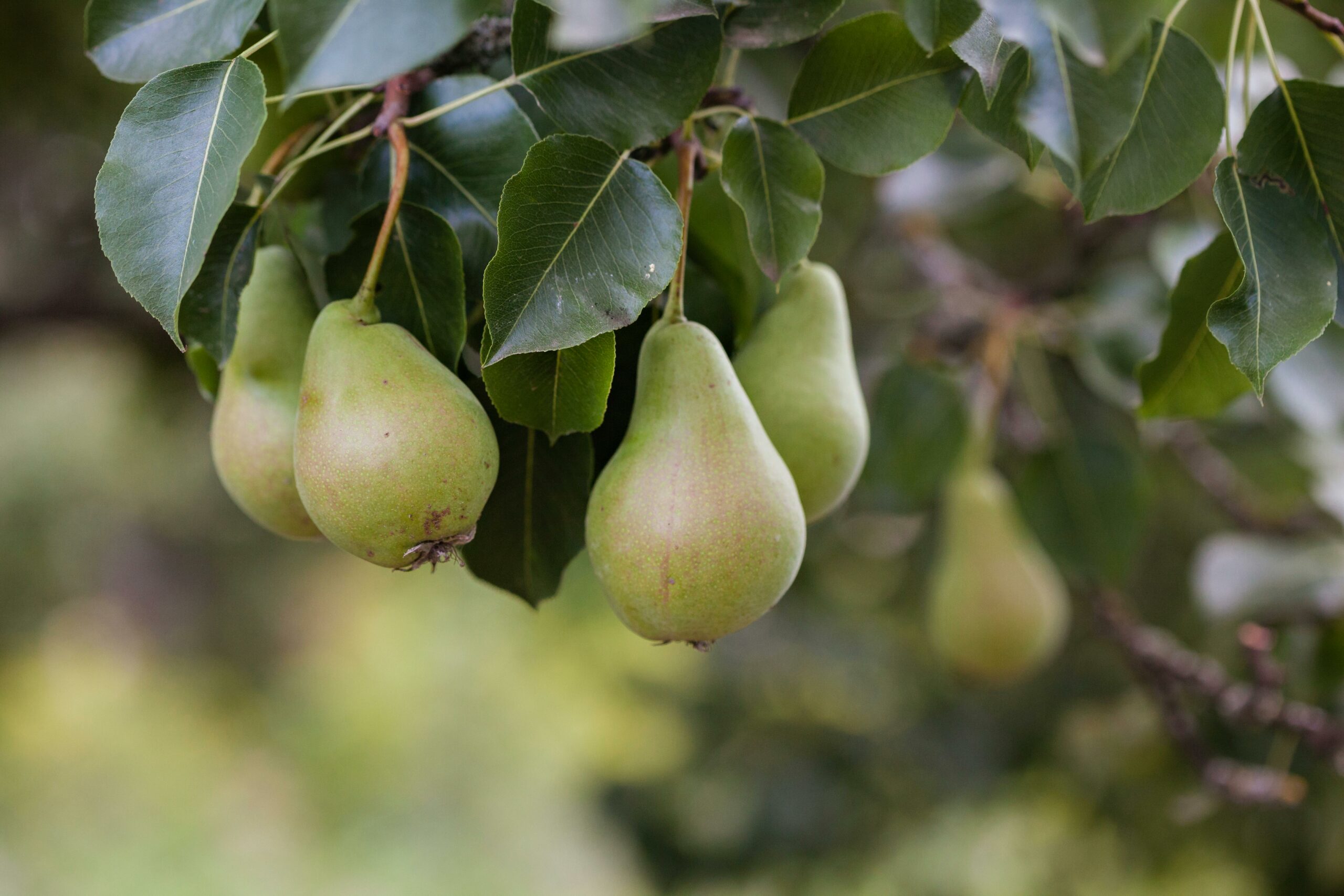Does Bradford Pear Tree Produce Fruit?