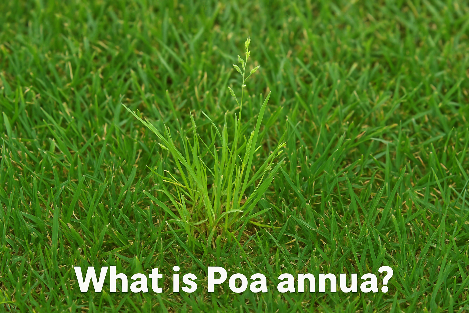 Poa Annua Treatment